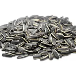 Dakota Seeds - 1