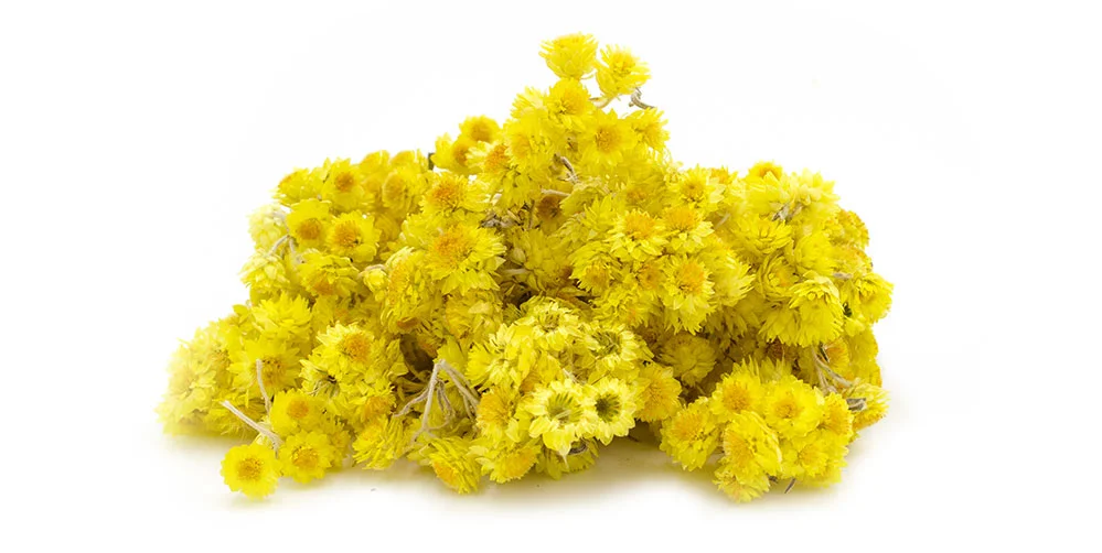 Sandy Everlasting Flower - 1